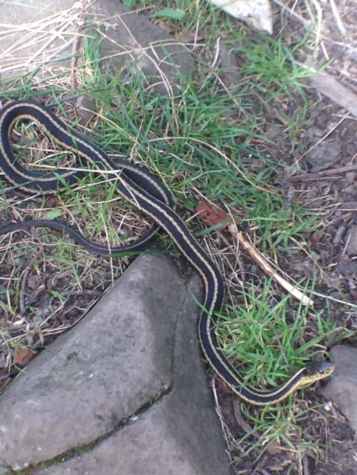 A curious garter snake on the Superior Hiking Trail.